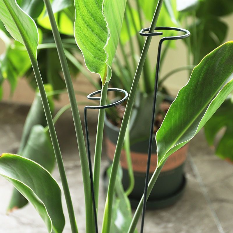 1/10pcs Tuin Ondersteuning Sta - Gardening Tools Hoe recensie en prijs