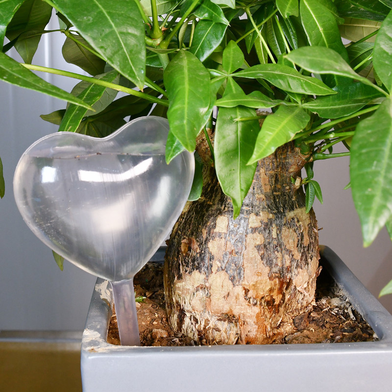 Huis/Tuin Water Kamerplant Pla - Gardening Tools Equipment recensie en prijs